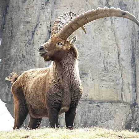 A Nel Parco Gran Paradiso Chalé